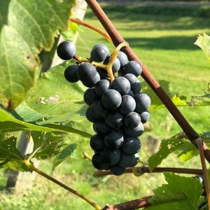 Meet your Posher, Mandy